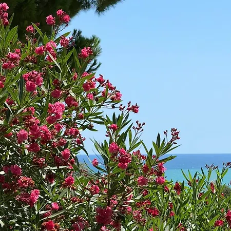 N122 - Numana, Singola Con Giardino E Vista Mare Daire Numana
